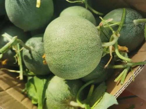 吃瓜垫书,揭秘娱乐圈背后的秘密与真相