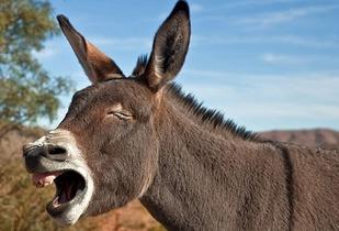 驴哥吃瓜解说视频,揭秘热门事件背后的真相与笑料