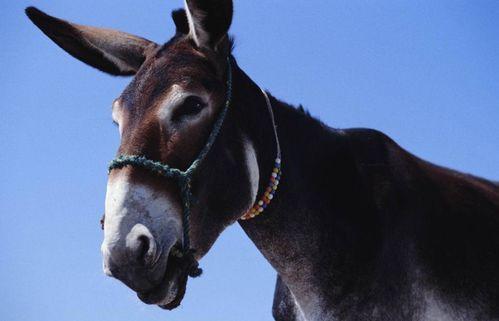 驴哥吃瓜解说视频,揭秘热门事件背后的真相与笑料