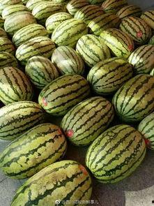 吃学校里面的瓜,揭秘校园里的那些秘密与传闻