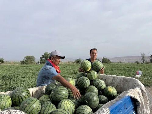 洞头吃瓜,夏日消暑必备的“吃瓜”之旅