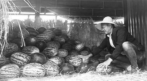雷山吃瓜群众事件视频,一场网络舆论的风暴与反思