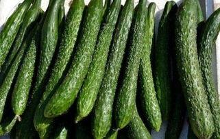 瓜尖能减肥吃吗怎么吃,科学食用指南