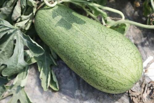 吃瓜崩牙,揭秘娱乐圈的意外瞬间