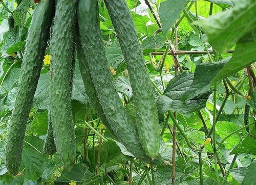 吃梨瓜起什么作用,润肺止咳，养生保健的天然良方