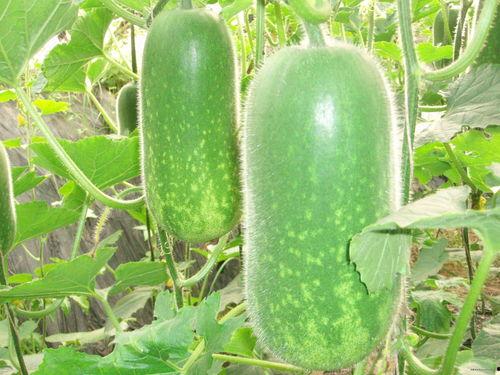 3363283吃瓜,吃瓜群众的狂欢盛宴