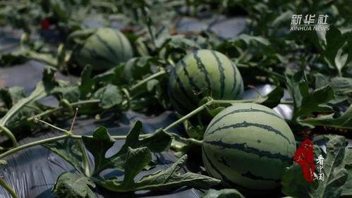 千城小区吃瓜,吃瓜群众见证的社区风云录