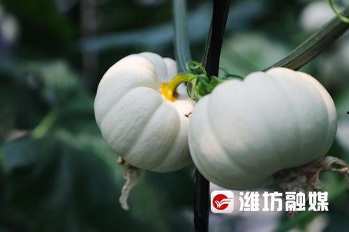 潍坊吃瓜本人,揭秘当地特色美食背后的故事