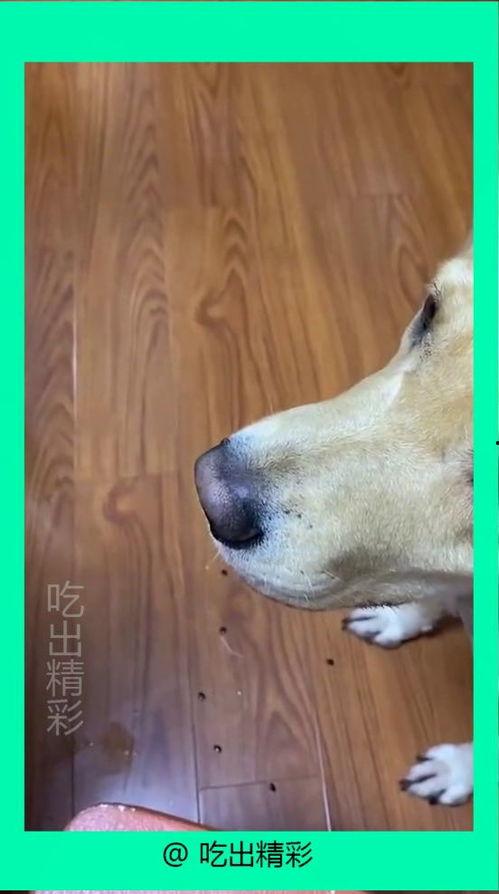 吃瓜围观的狗子,揭秘娱乐圈幕后故事