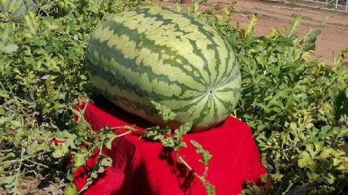 开窗吃瓜恐怖传说,揭秘恐怖传说背后的惊悚真相