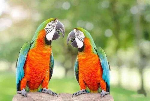 金太阳鹦鹉吃瓜,金太阳鹦鹉的夏日瓜果盛宴