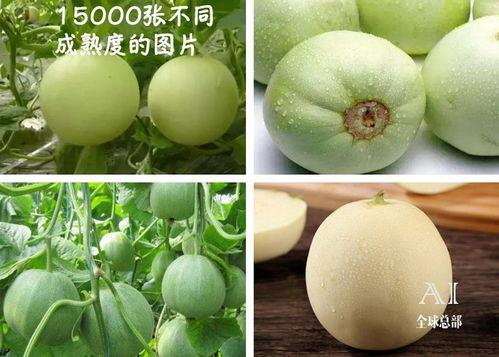 抖音里吃的瓜,揭秘网红美食背后的那些事