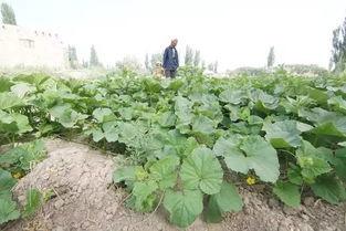 保守瓜怎么吃,解锁美味新体验