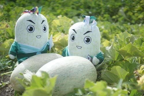 吃瓜缘分,一场意外的吃瓜之旅