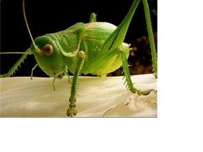 蝈蝈吃茭瓜么,自然界的和谐共生