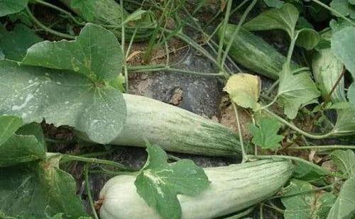 黑皮棱角酥瓜怎么吃,黑皮棱角酥瓜的独特食法揭秘