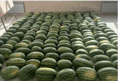 校园吃瓜自取,自取其乐，揭秘校园热点事件