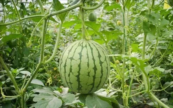 吃瓜还得看重庆,吃瓜群众的美食天堂