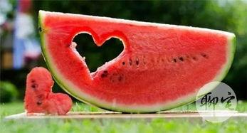 免子吃瓜,瓜田里的欢乐时光