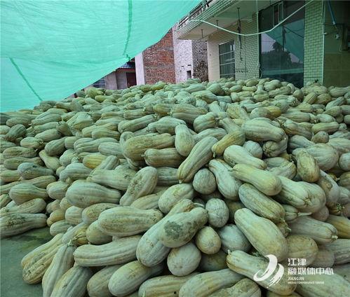 商会吃瓜,揭秘吃瓜群众的围观秘闻