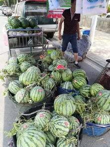 临沂莒南吃瓜事件,一场引发热议的网络狂欢