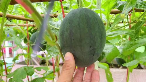 最近有啥吃瓜,揭秘近期热门事件幕后真相