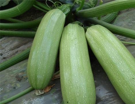 西职吃瓜,一场别开生面的“吃瓜”盛宴